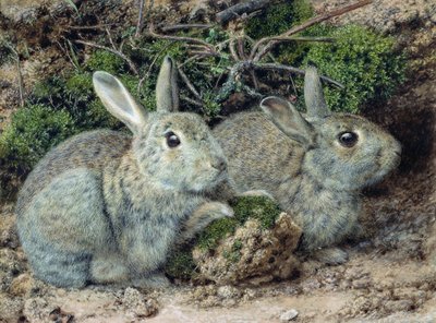 Rabbits by John Sherrin